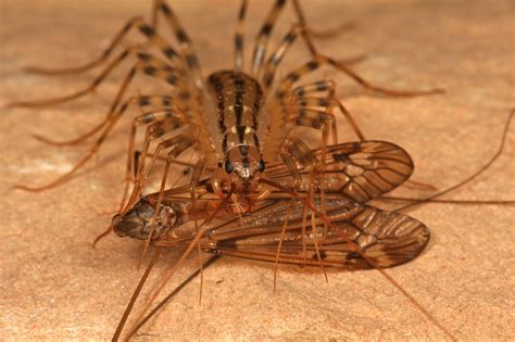 The Science Man's Blog: The House Centipede