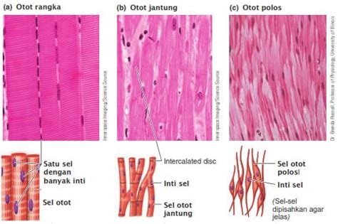 Jaringan Otot ada tiga: otot polos, otot rangka, dan otot jantung