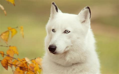 White Husky Wallpapers - Top Free White Husky Backgrounds - WallpaperAccess