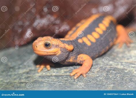 Emperor newt stock photo. Image of salamander, amphibian - 104037564