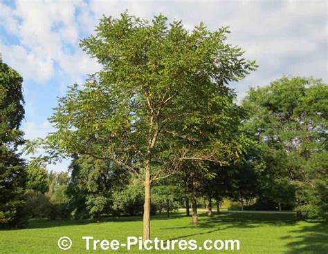 Butternut Tree Photos, Facts on Butternut Trees