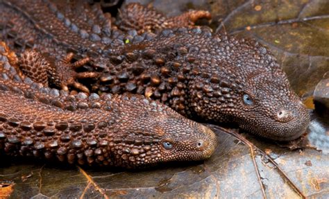 Earless Monitor Lizard : r/natureismetal