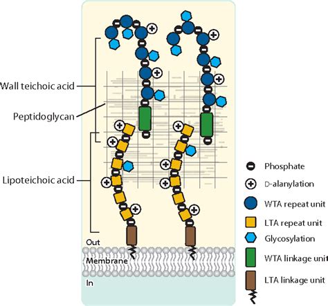 Figure 1 from Wall teichoic acids of gram-positive bacteria. | Semantic ...