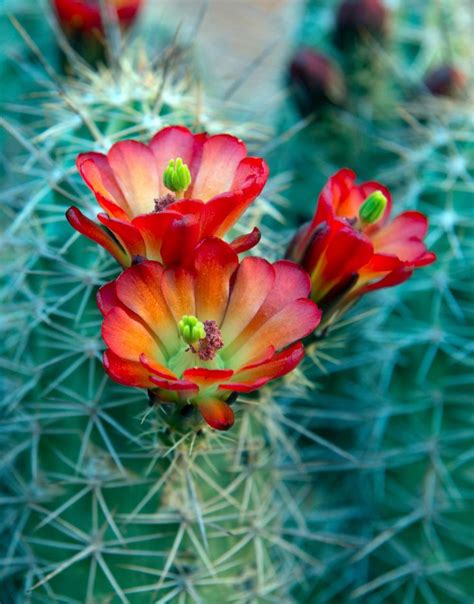 SOBAD Adventures | Desert flowers, Flower images, Flowers