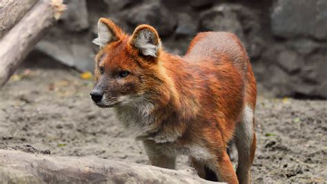 North Carolina Zoo welcomes 2 litters of endangered red wolf pups