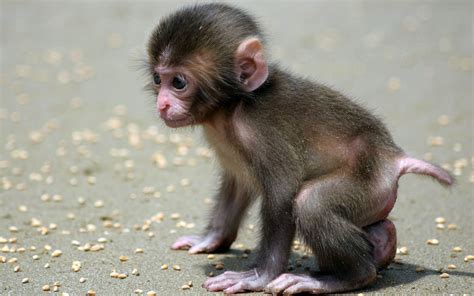 Baby Monkey Crying