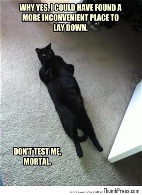 Black Cat Meme / The pet collective is home to the top trending clips ...