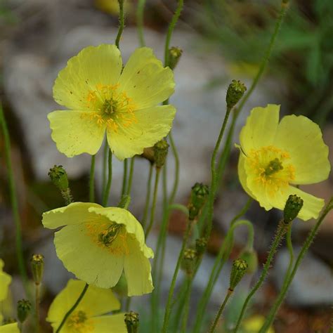 Yellow poppy flowers were abundant at a creek beside which we took a ...