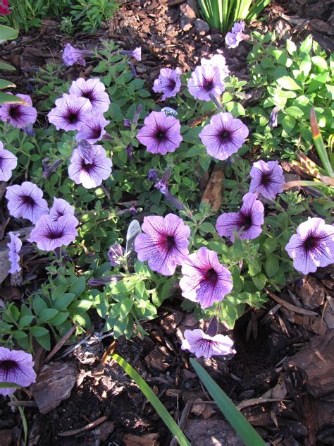 Purple petunias | Purple petunias, Petunias, Plants