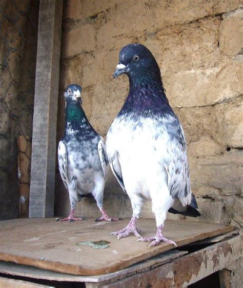 Pigeons Photos | Pigeons Care | Pigeons For Sale | Kabootar Baaz ...