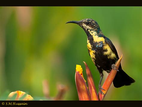 Purple Sunbird (Male in eclipse plumage) shot with Nikkor … | Flickr