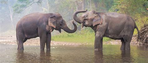 Wildlife in Thailand - Types of Thai Animals - A-Z Animals