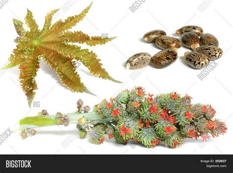 Castor Oil Plant Image & Photo (Free Trial) | Bigstock