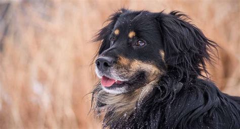 Meet the German Shepherd Bernese Mountain Dog Mix - Depend On Dogs