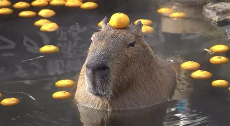 Capybara With Orange On Head - WORDBLOG