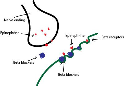 Beta Blockers | Mechanism & Uses - Lesson | Study.com