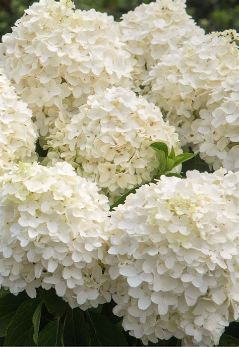 White Wedding Hydrangea | Shop Online | Hydrangea, White hydrangea ...