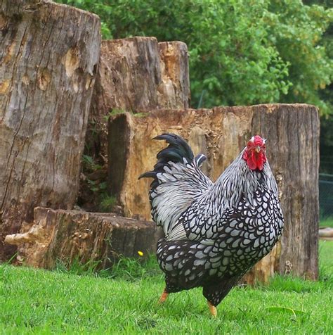 Everything You Want to Know About the Silver Laced Wyandotte Chicken ...