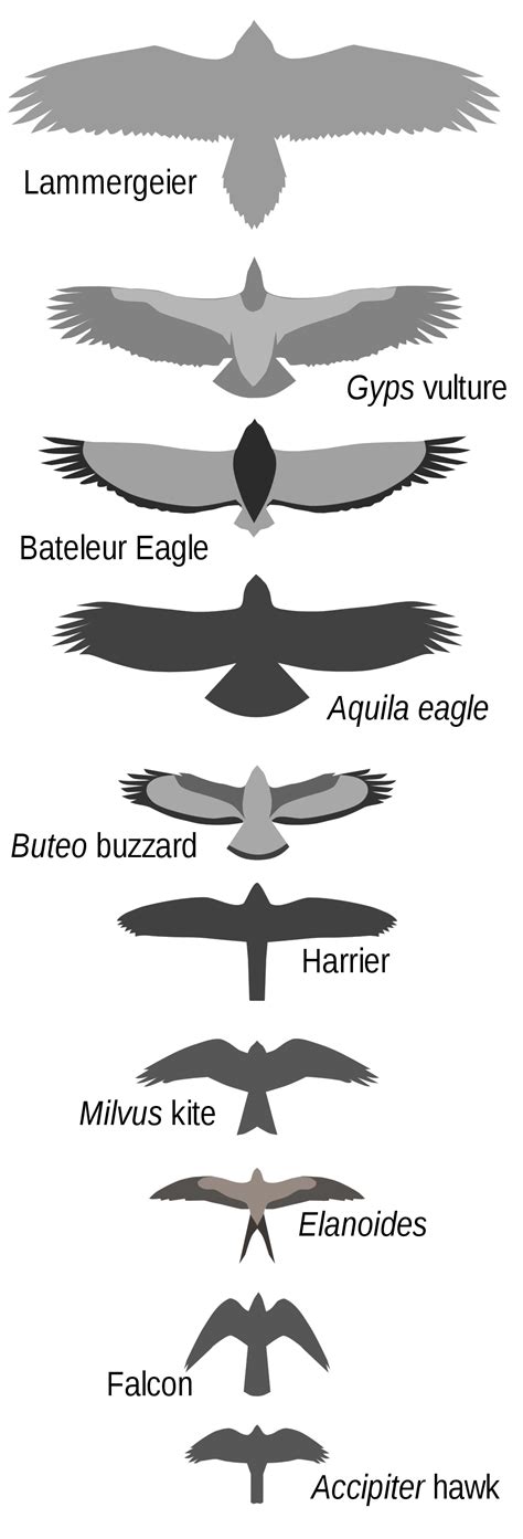 Flight Form Birds of Prey (1)