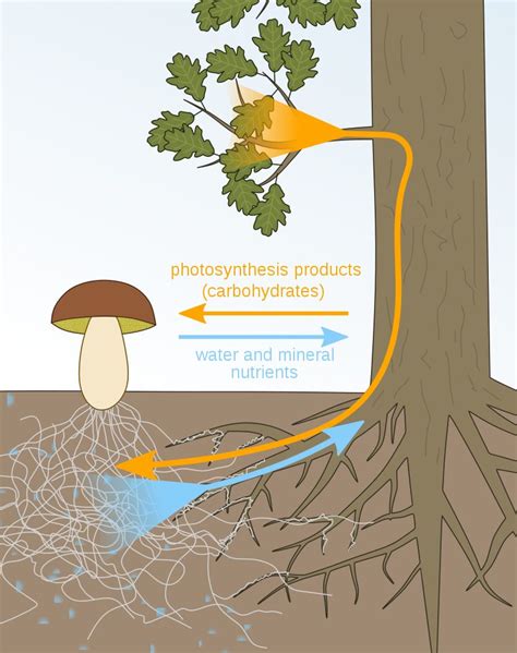 mycorrhizae-benefits | Drake's 7 Dees