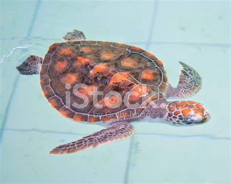 Sea Turtle Conservation Stock Photo | Royalty-Free | FreeImages