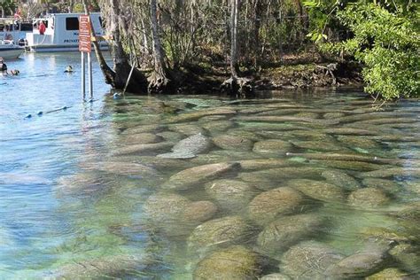 Crystal River Manatee Viewing on Florida's Nature Coast