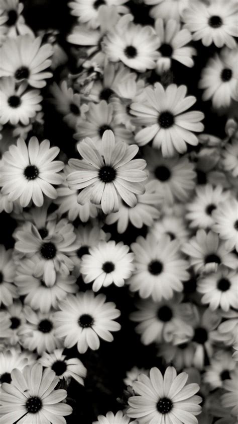 Black and White Daisy Wallpapers - Top Free Black and White Daisy ...