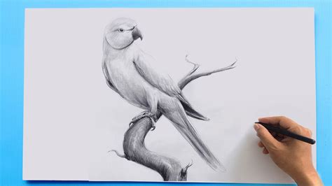 Parrot Bird Pencil Drawing