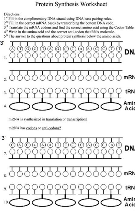 43 dna and protein synthesis worksheet - Worksheet Master