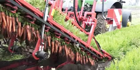 This Viral Video Explains How Carrots are Harvested and It's Mesmerizing