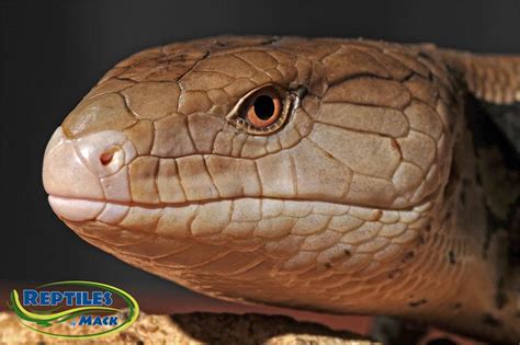 Blue Tongue Skink Care Sheet – Reptiles by Mack