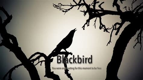 Blackbird – The Beatles | Goldmine1969.com