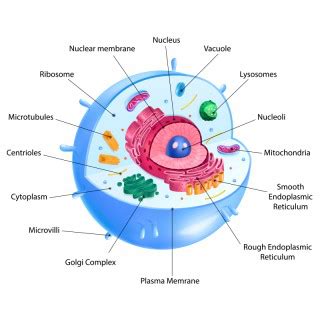 Lysosomes – Définition, types, signification, fonctions – StackLima