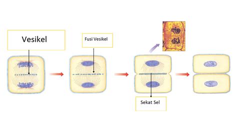 Dokter Dewi Kusumastuti: Tahap-tahap pembelahan sel mitosis dan meiosis