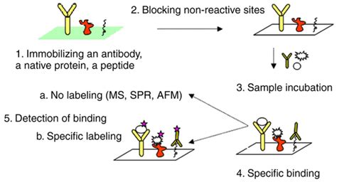 Protein microarray technology: Assisting personalized medicine in ...