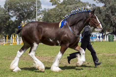 Shire Horse Breed Information, History, Videos, Pictures