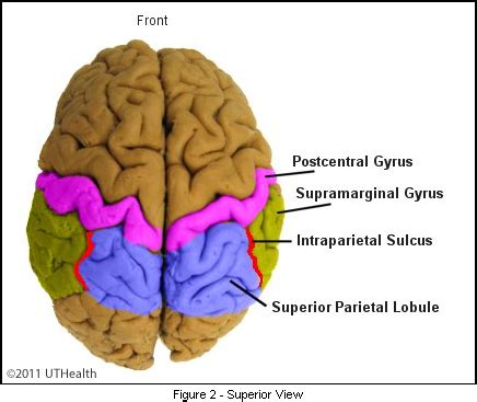 Intraparietal Sulcus Function