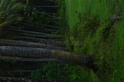 Coconut Farm in Kerala Village Stock Image - Image of natural, green ...