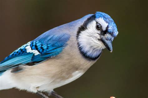 Blue Jay Wallpaper,HD Birds Wallpapers,4k Wallpapers,Images,Backgrounds ...