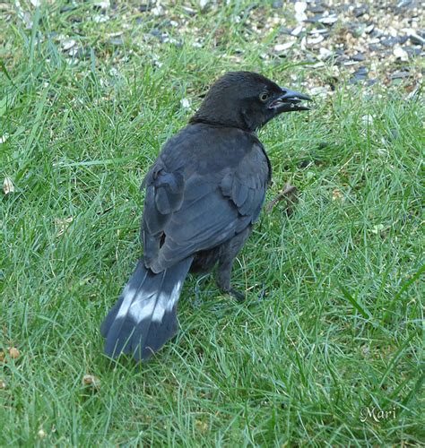 Black And White Striped Bird