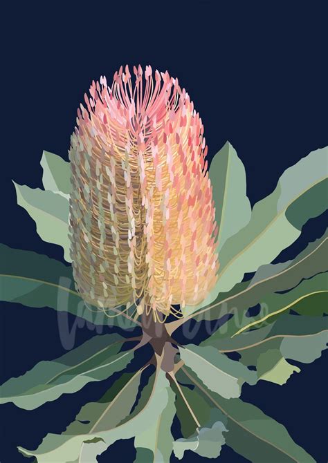 Banksia on dark background Limited Edition Print Australian Wildflowers ...