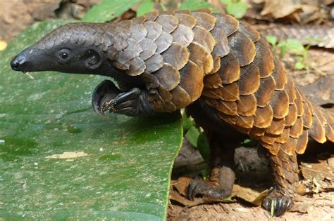 White-bellied pangolins have second-most chromosomes among mammals | UCLA