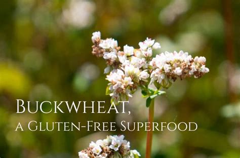 Buckwheat Benefits Nutrition - Healthy Hildegard