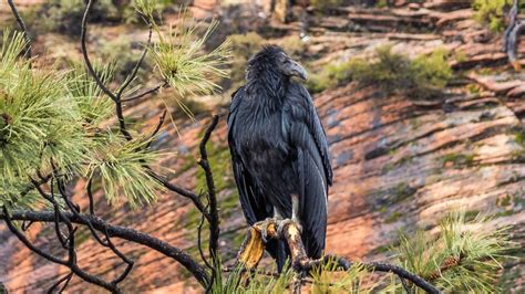 The Traveler's Guide to Zion National Park Wildlife