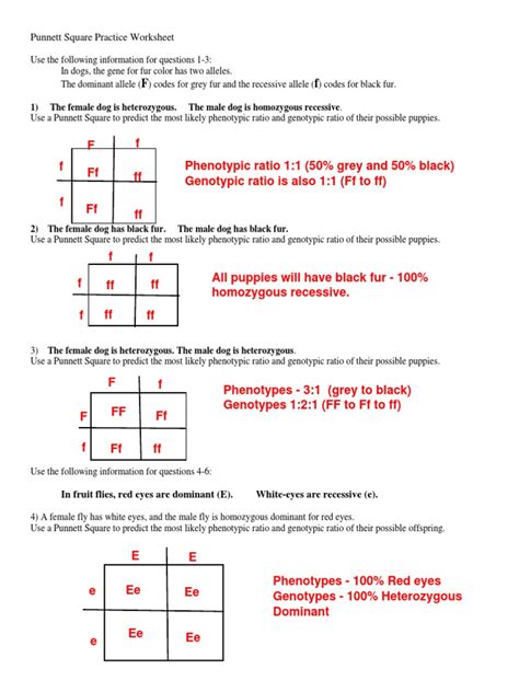 Free punnett square worksheet answers, Download Free punnett square ...