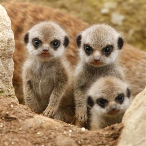 Meet Marwell Wildlife Park's New Meerkat Babies! - ZooBorns