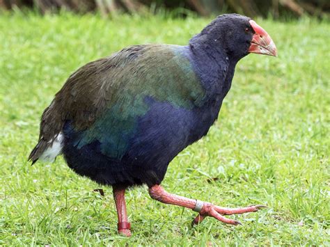 Takahe