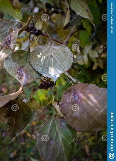 Eastern Cottonwood Leaves, Brown in the Fall Stock Image - Image of ...