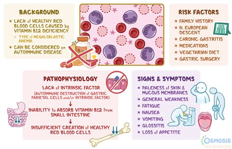 Pernicious Anemia: What It Is, Causes, Signs | Osmosis