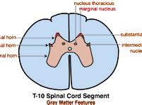 Lab 2 Spinal Cord Gray Matter